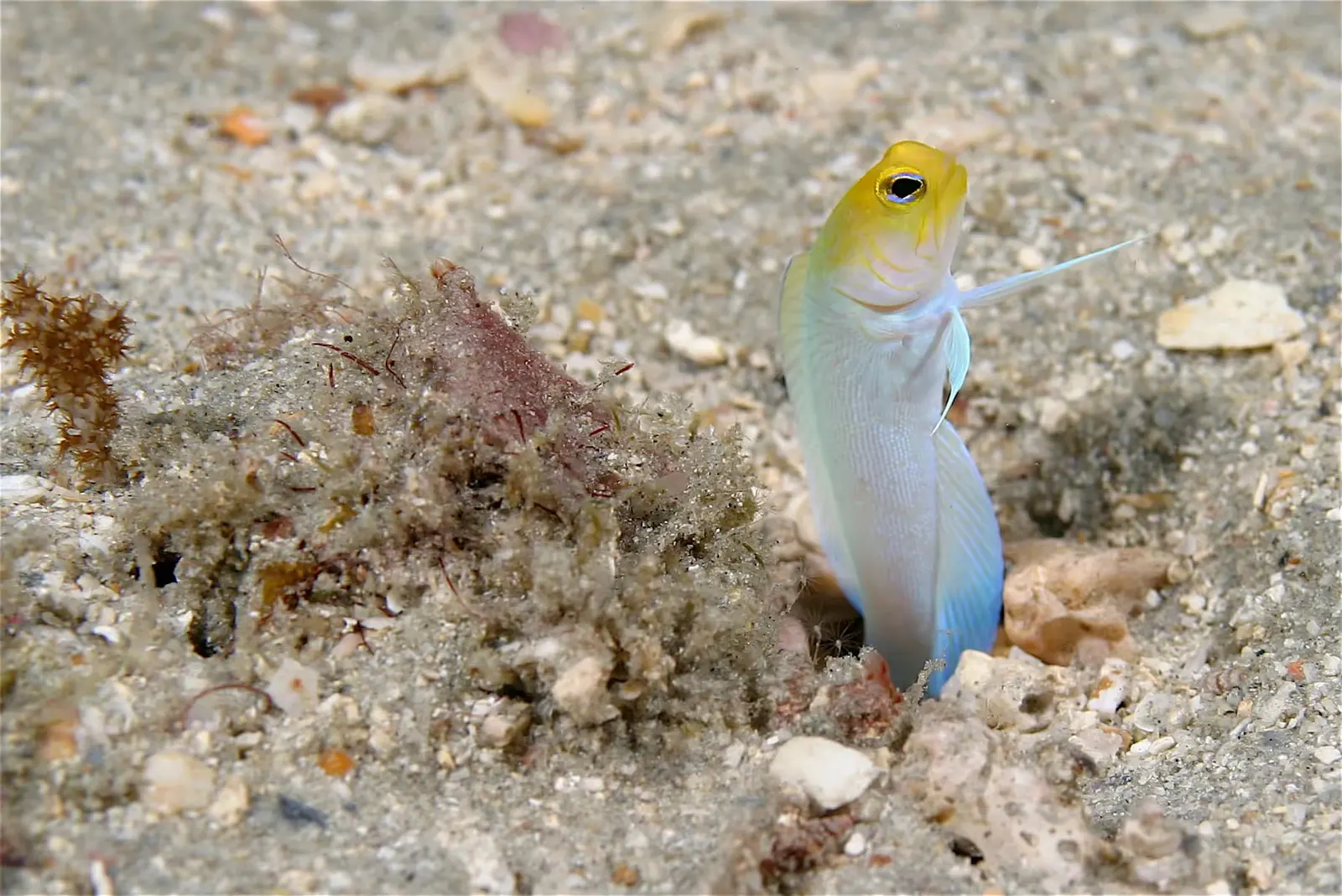 A yellowhead Jawfish popping it's head through a sand channel at The Fingers reef, Islamorada Florida Keys