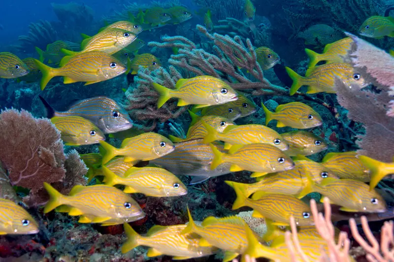 School of yellow grunts over a shallow reef