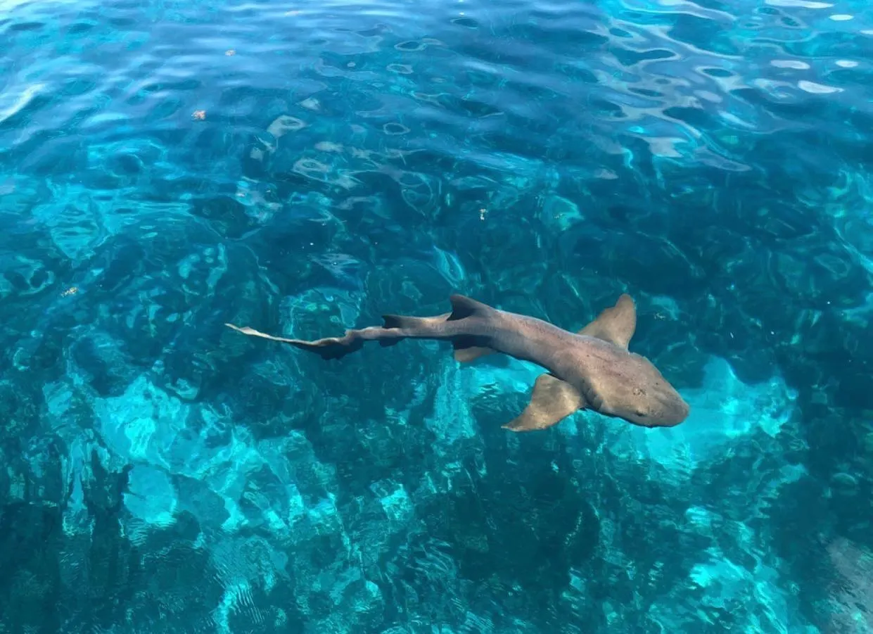 Nurse shark in crystal-clear shallow water