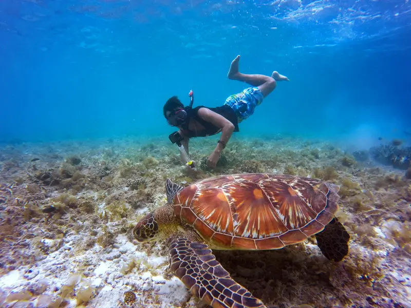 Snorkeler with a sea turtle in shallow water