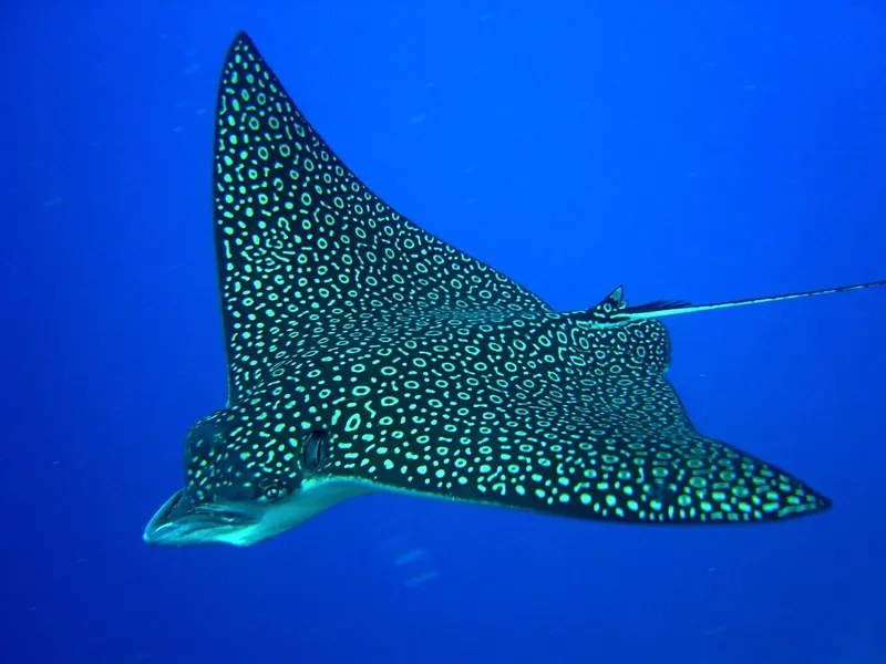Spotted eagle ray gliding through blue water