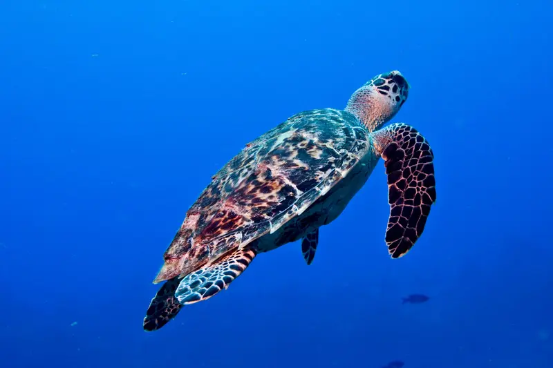 Sea turtle swimming over the reef