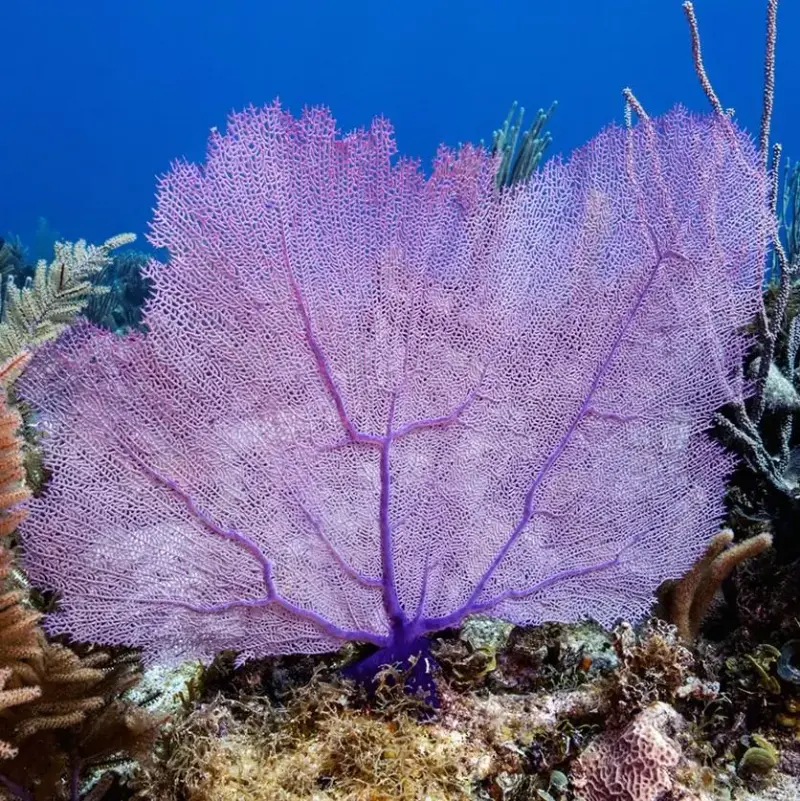 Large purple sea fan on the reef