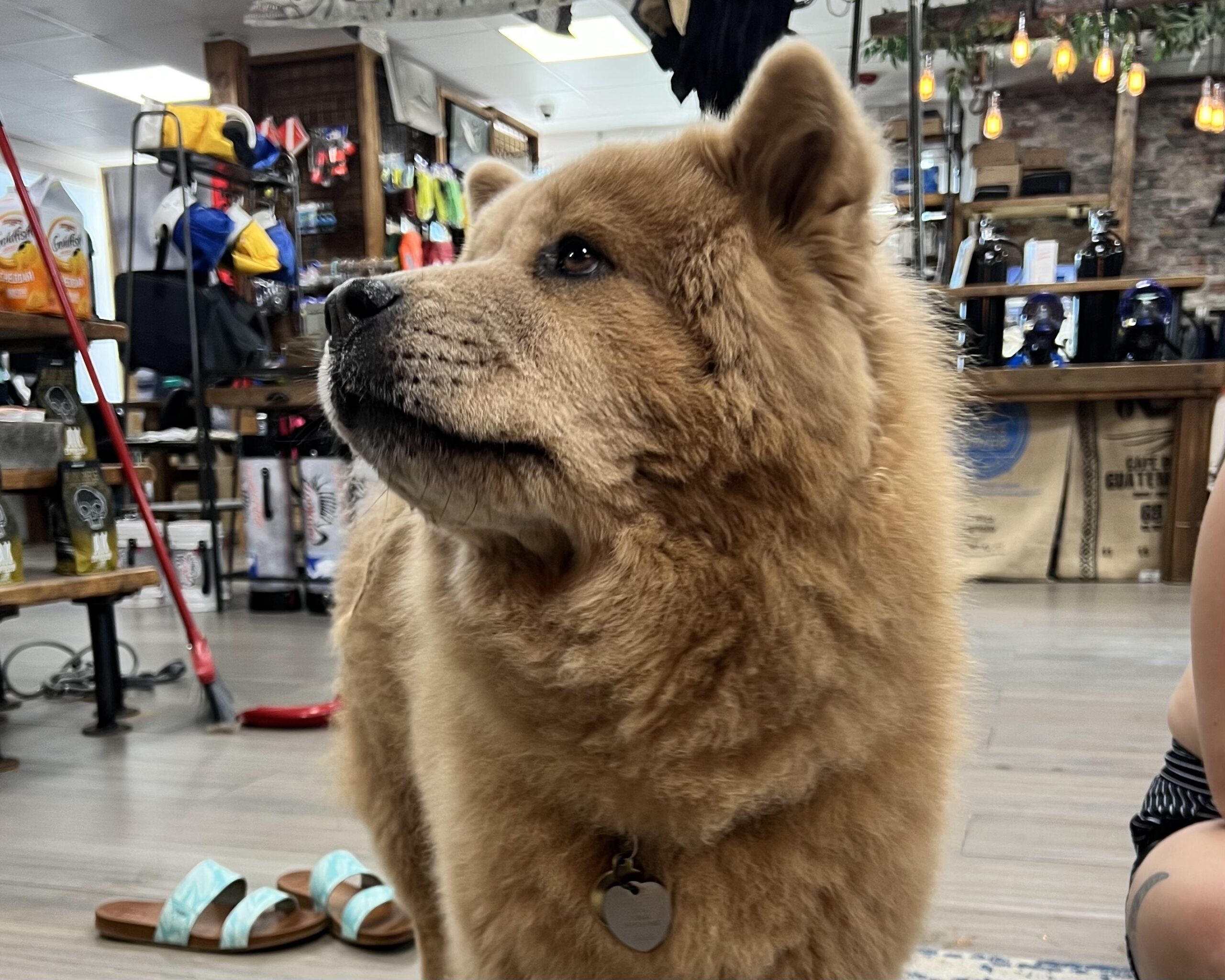 a person standing in front of a large dog